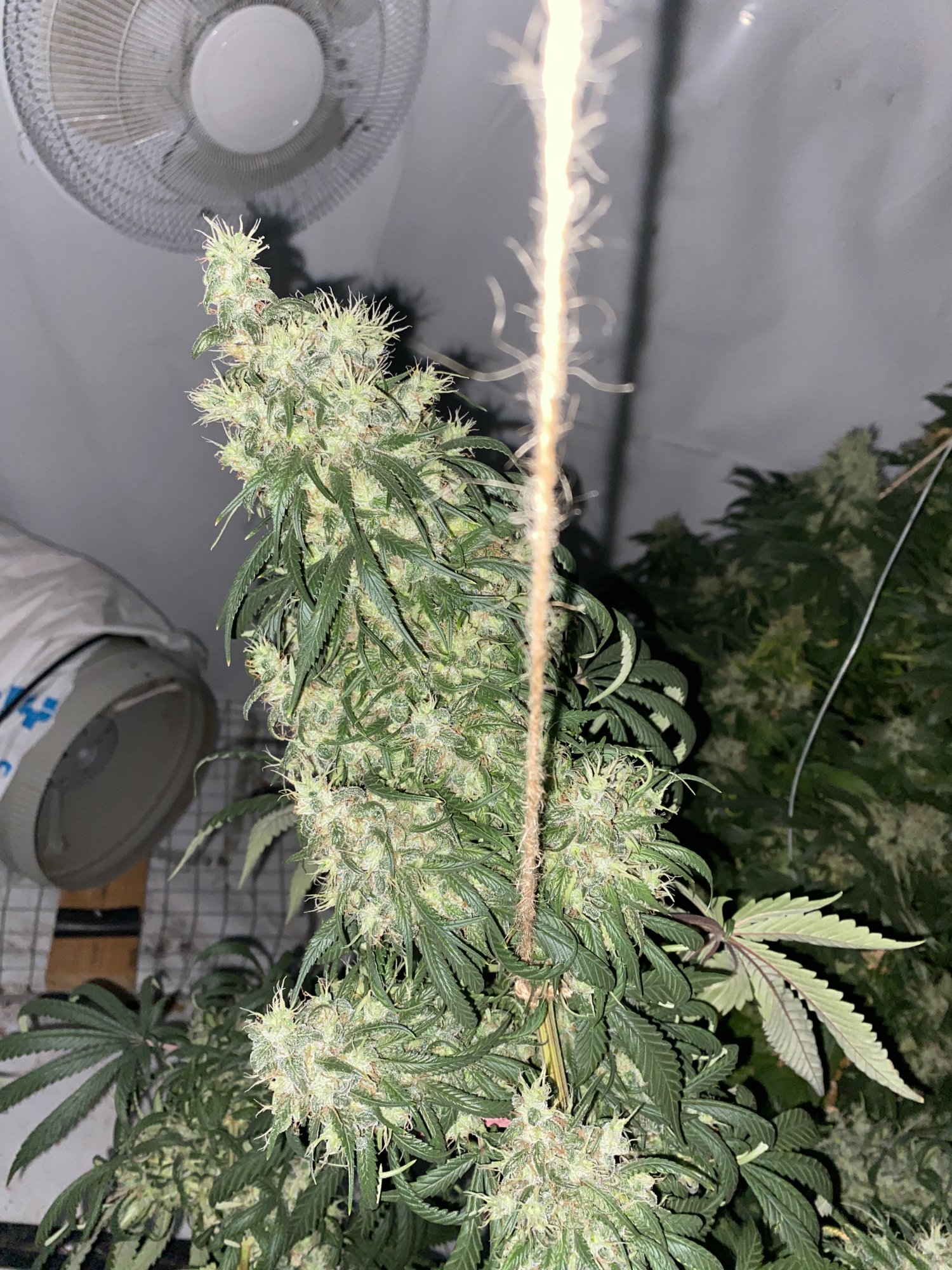 First timer success  must be a womens touch 5