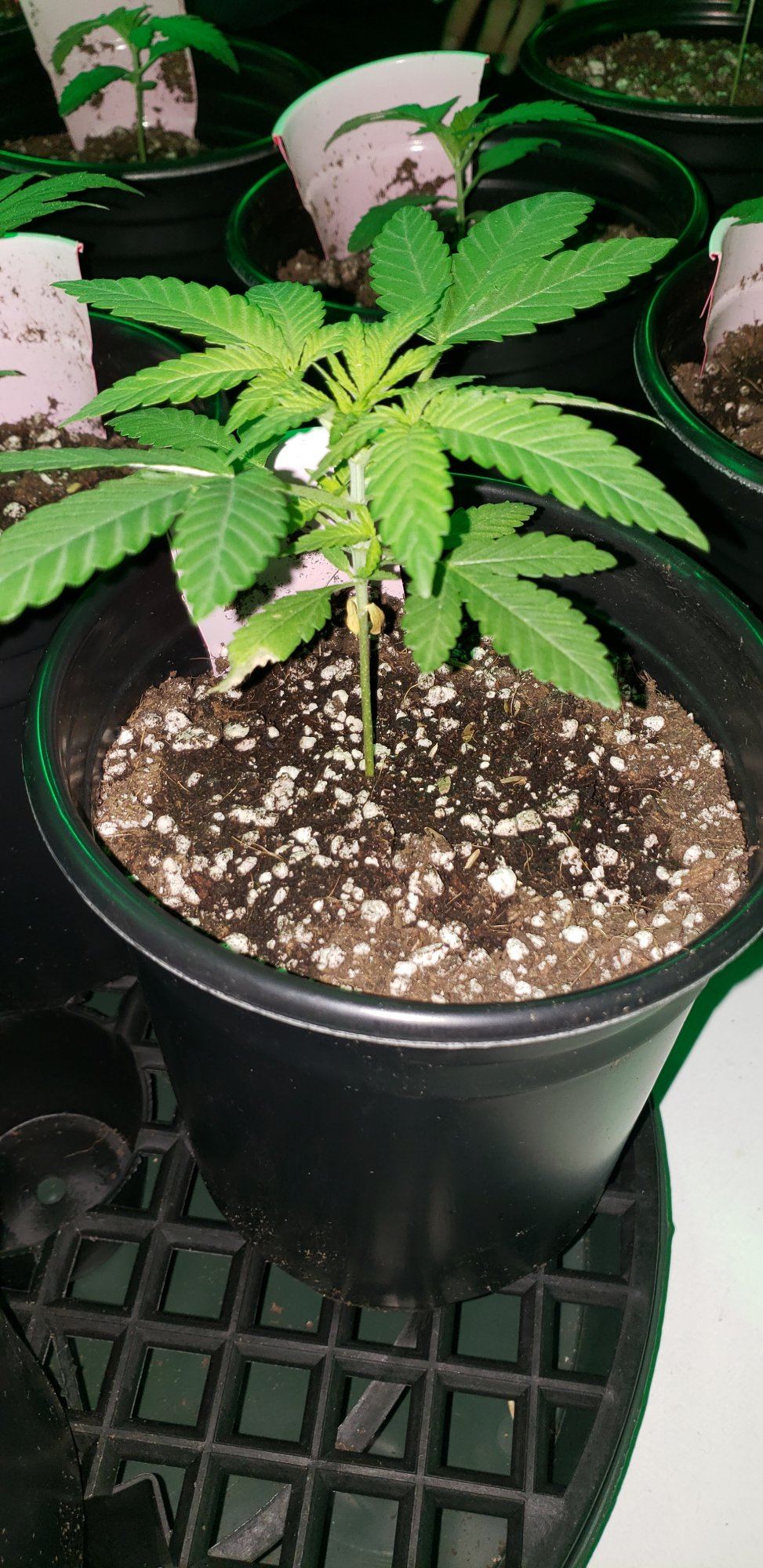 First tlo grow   opinions on overall growth please 6