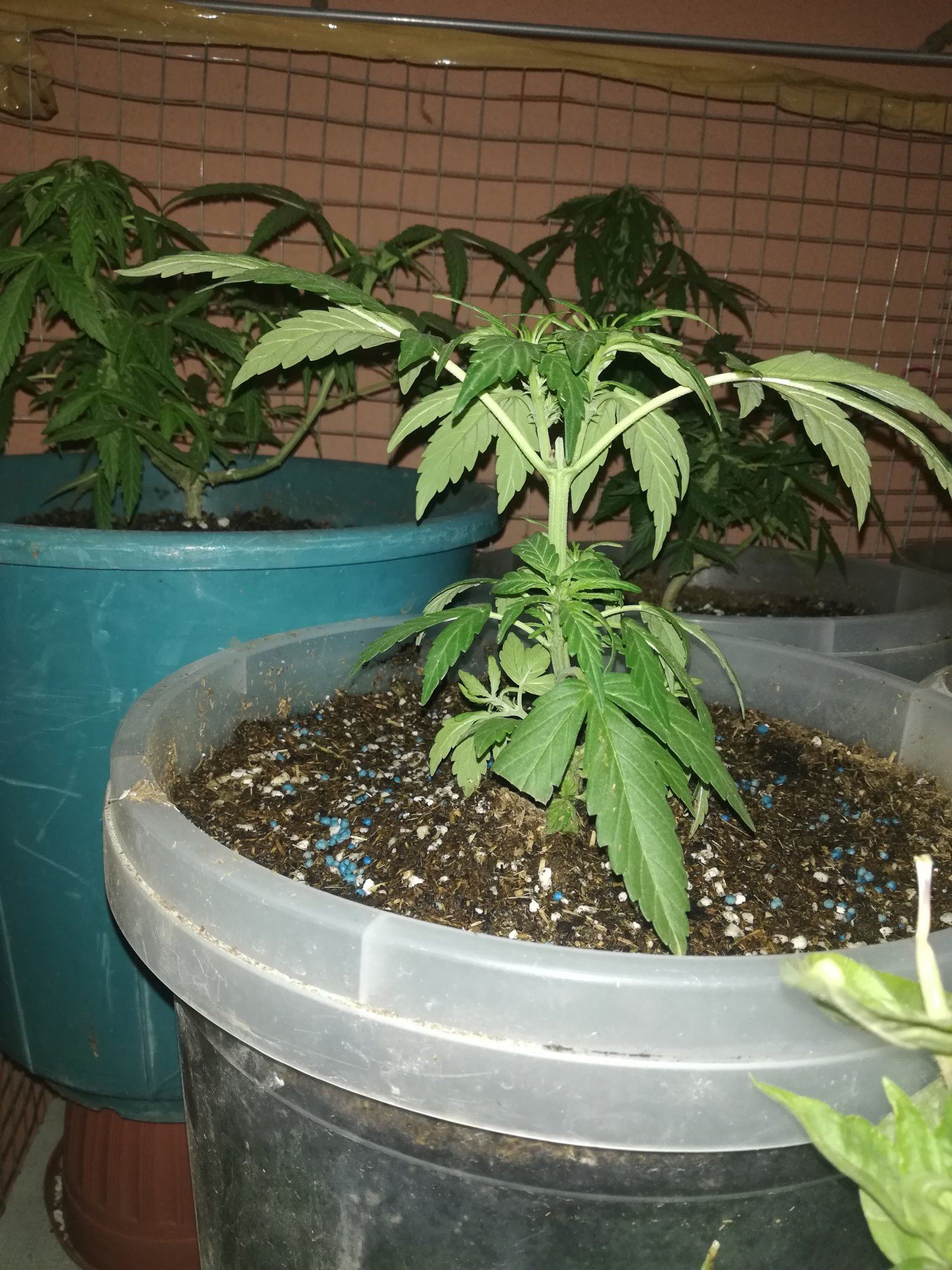First trial autoflowering outdoor grow middle east country 3