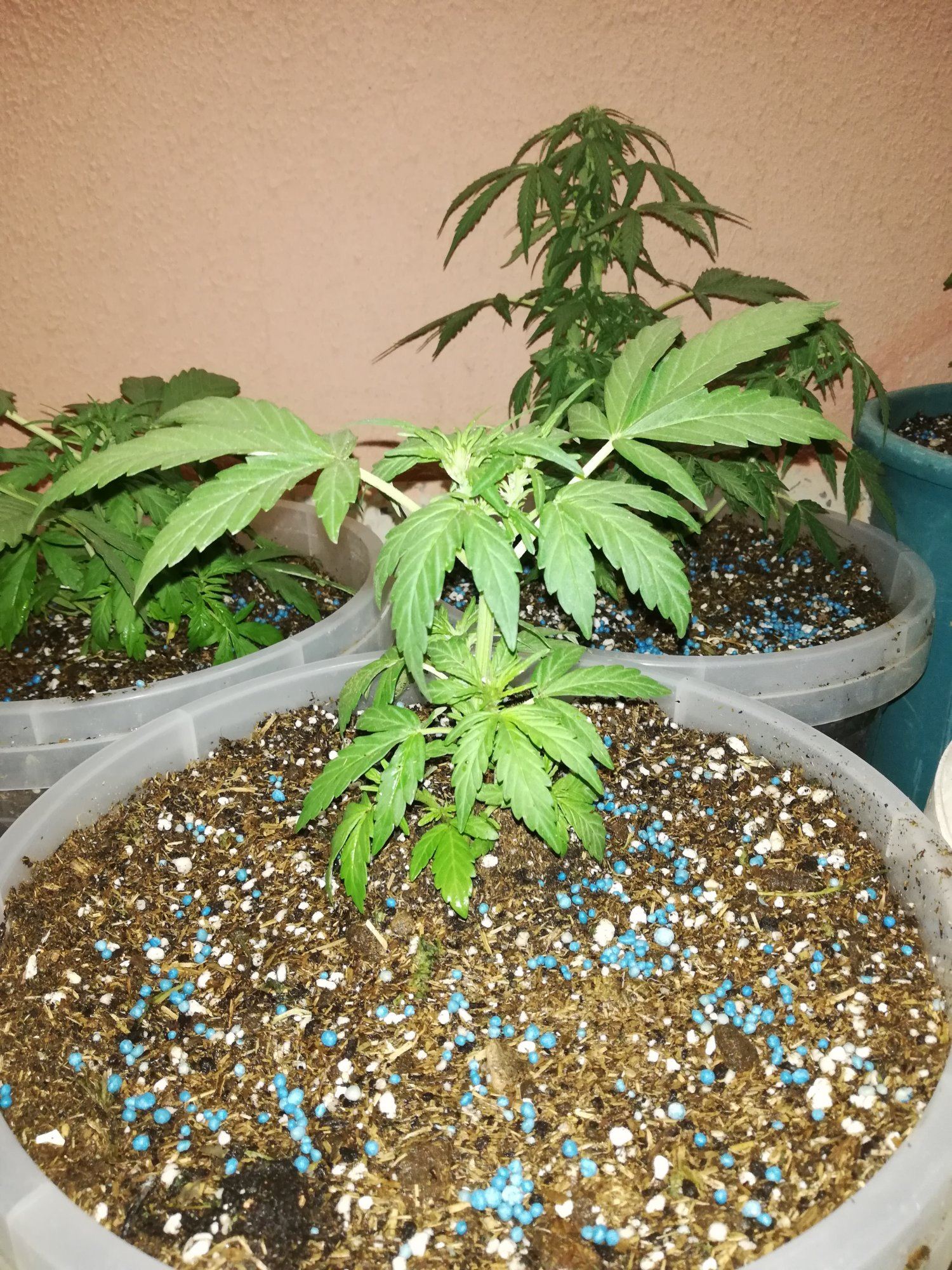 First trial autoflowering outdoor grow middle east country 7