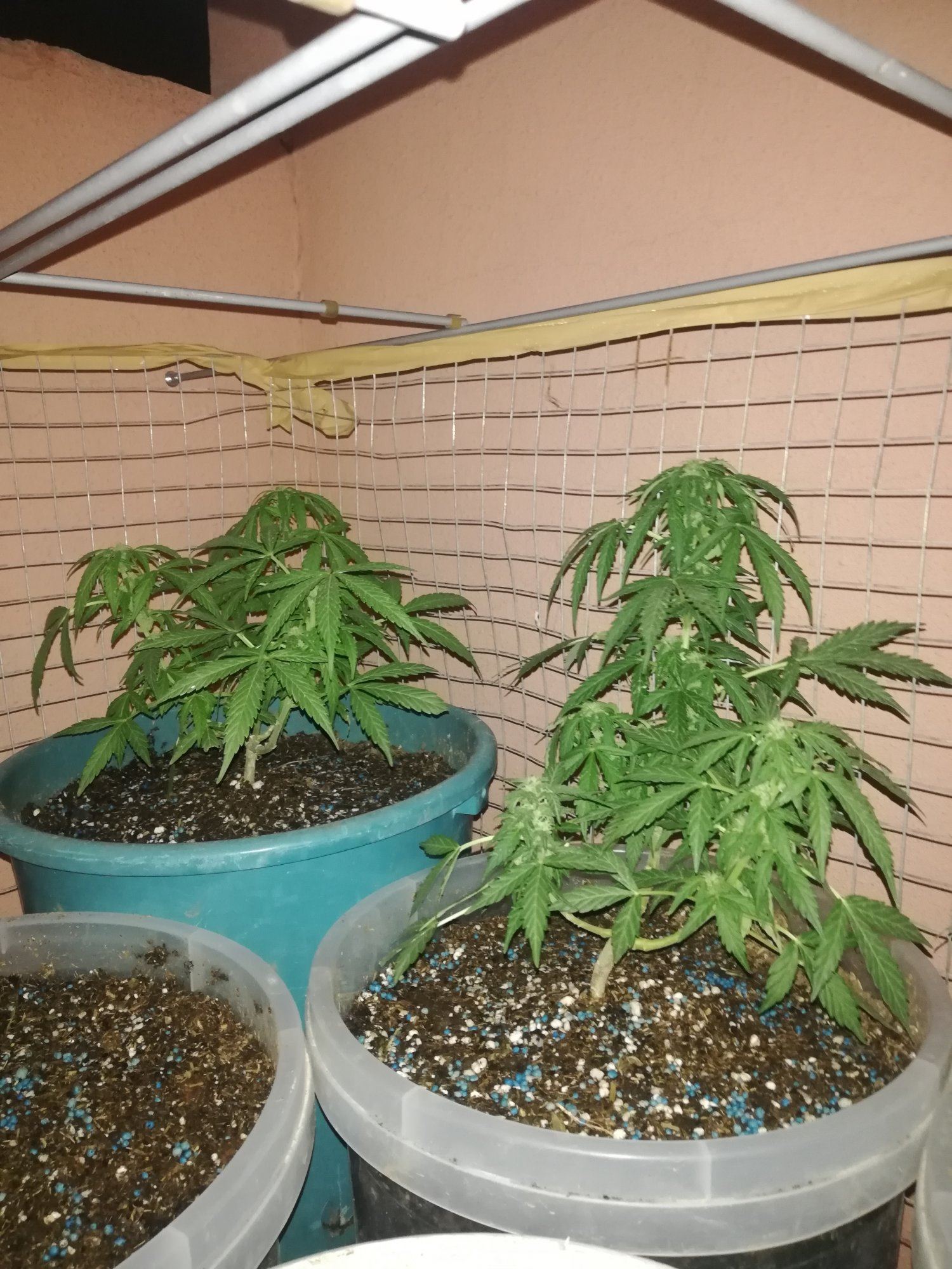 First trial autoflowering outdoor grow middle east country 8