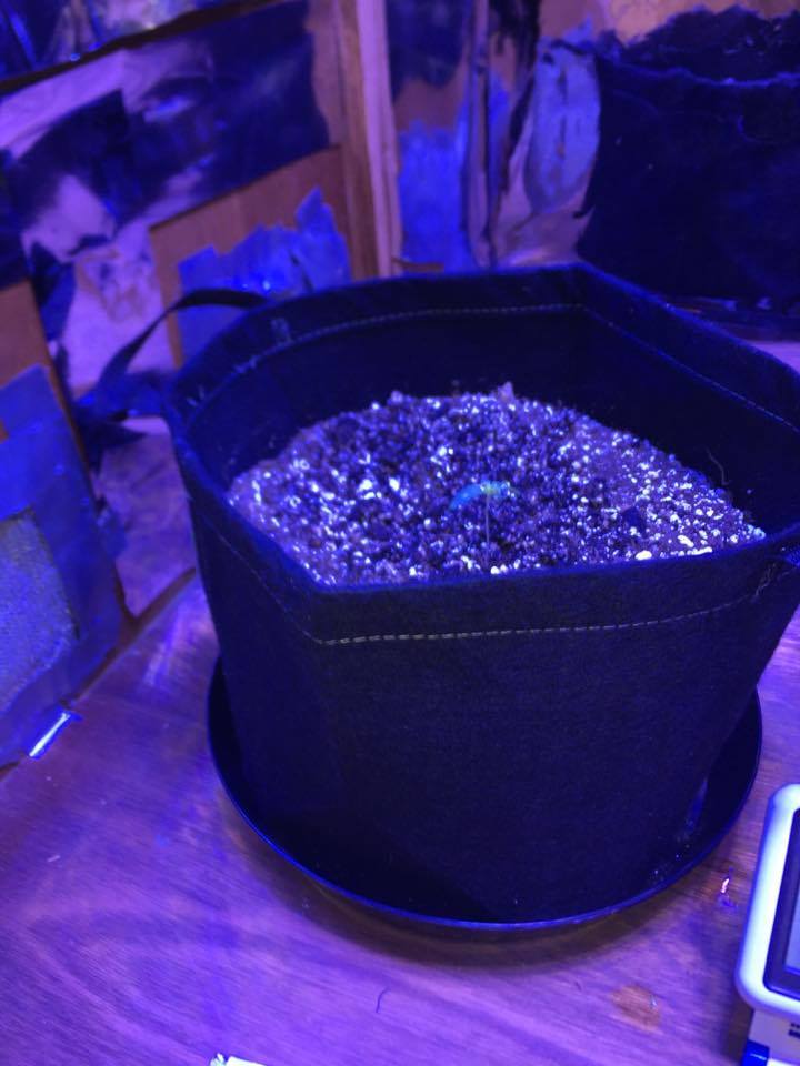 First week of my first grow need some additional advice 2
