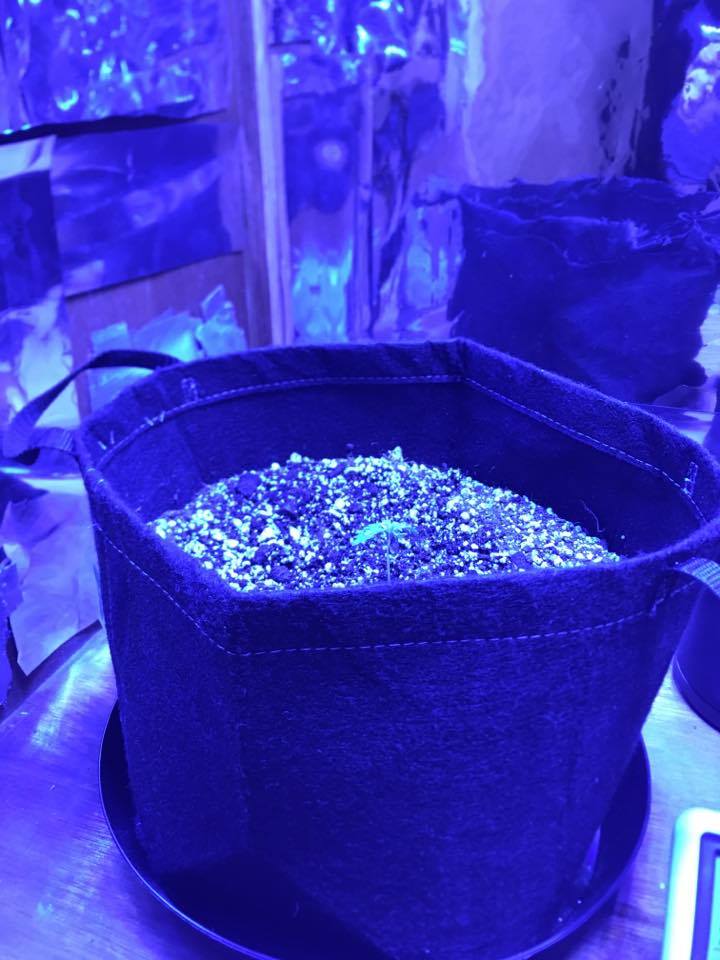 First week of my first grow need some additional advice 4