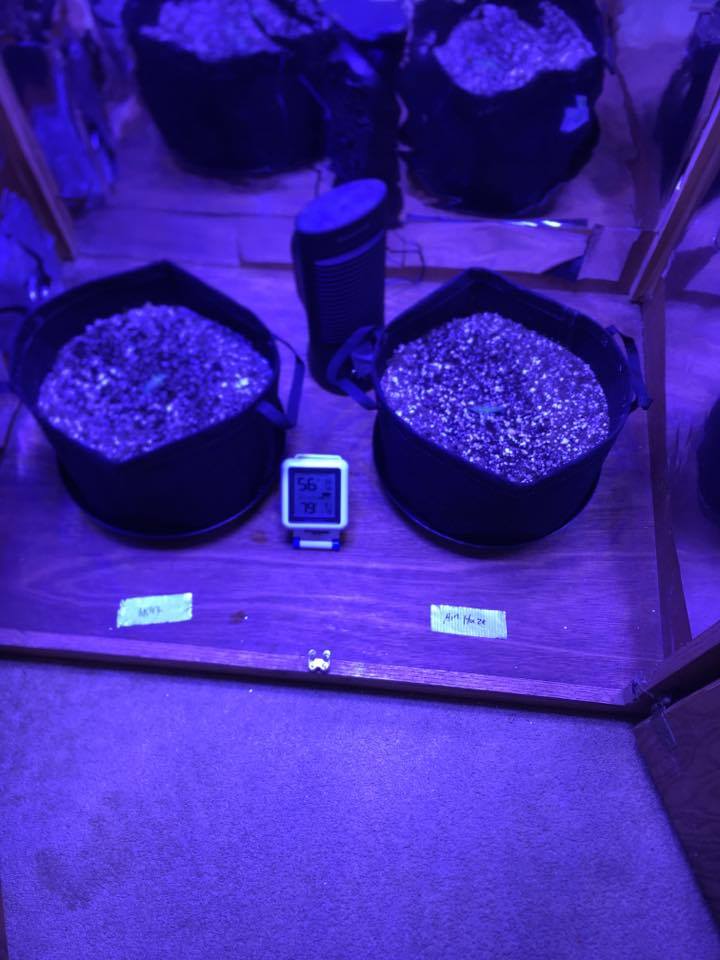 First week of my first grow need some additional advice