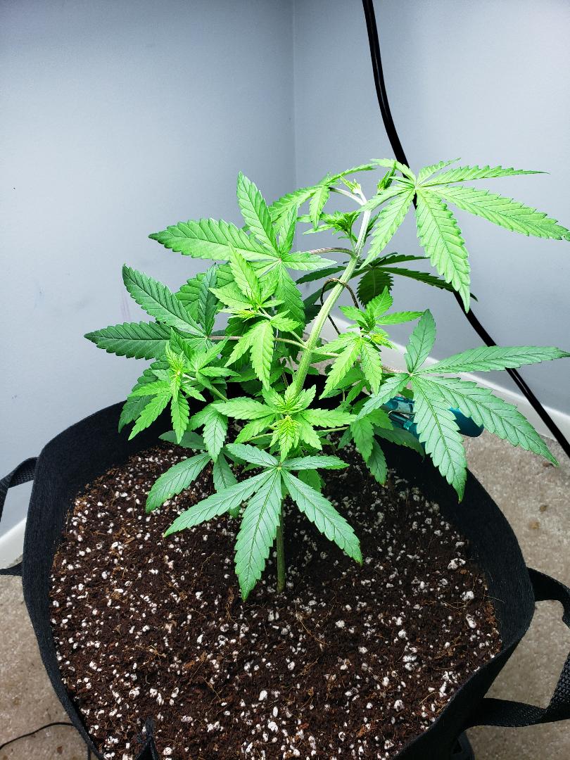 First LST