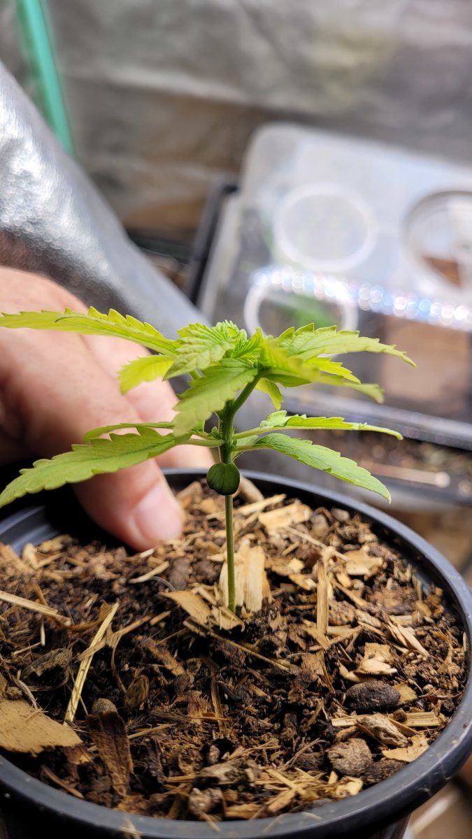 First twin treu leaves