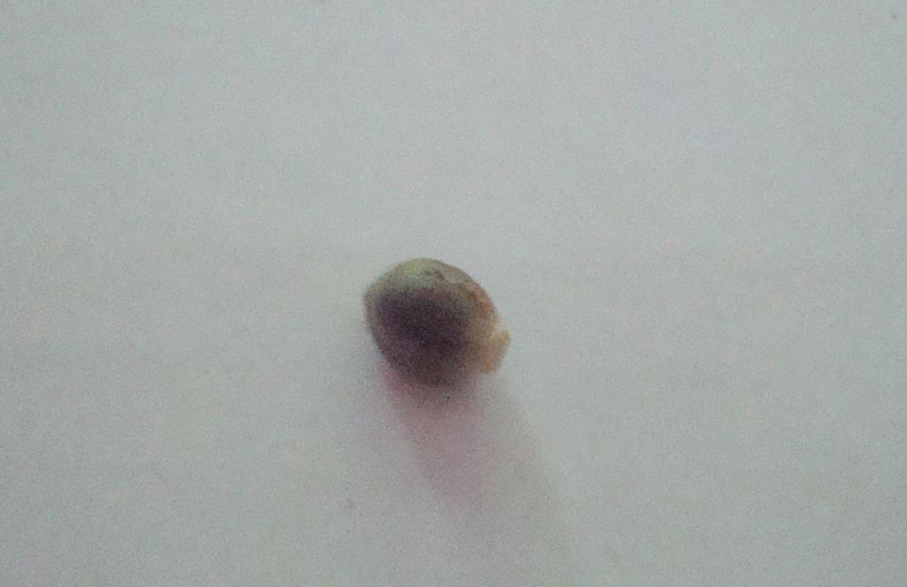 Firstbean