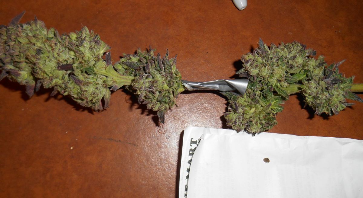 Firstewookief2seedandf1branch