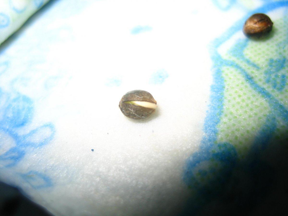 Firstpopper