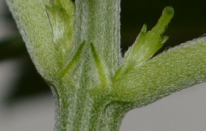 Firstpreflowers