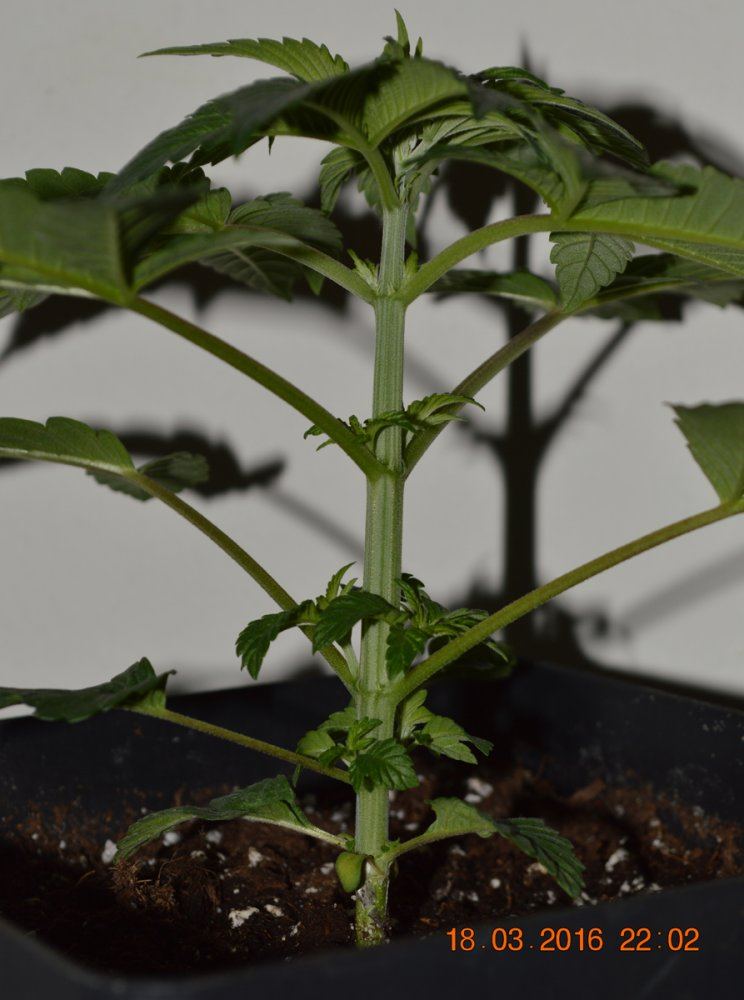 Firstpreflowersode56