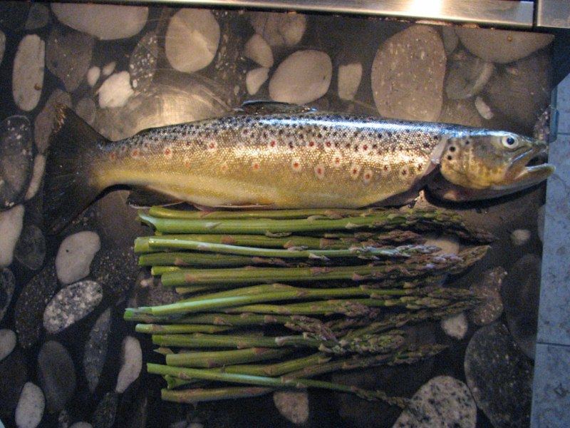 Fish 006 800x600