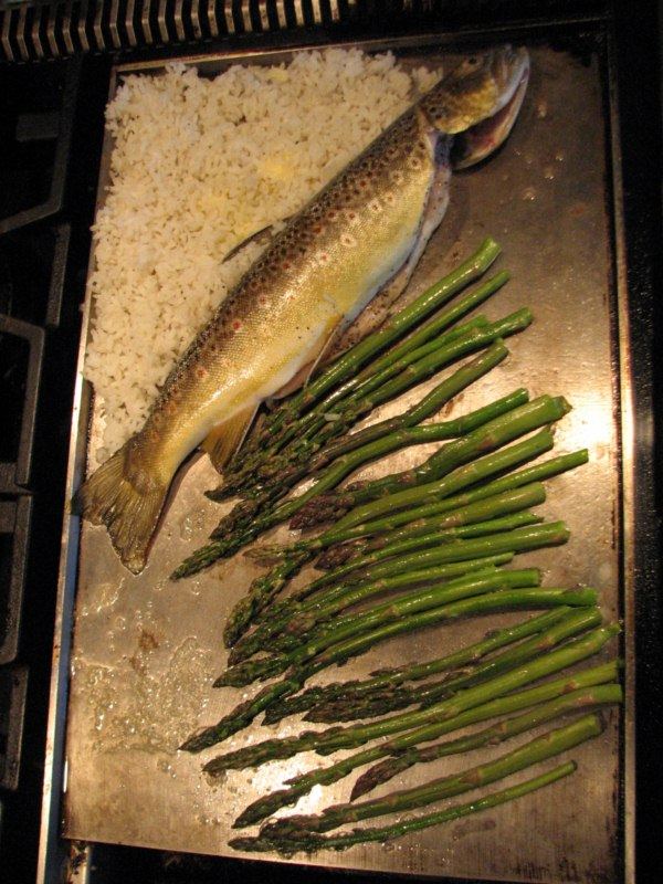 Fish 013 800x600