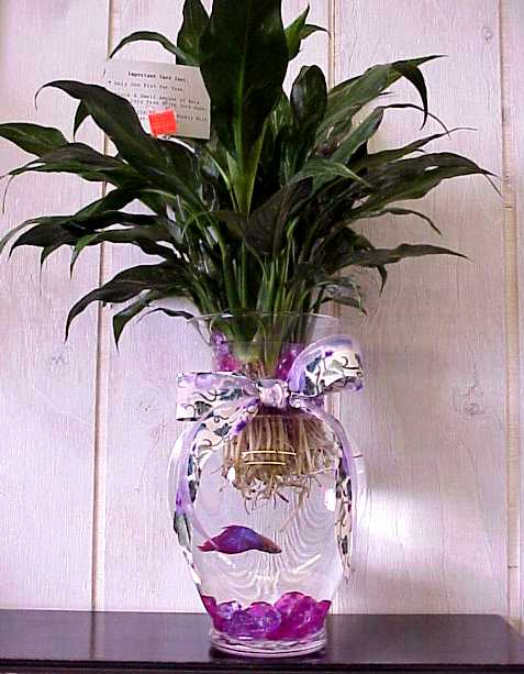 Fish grown bud