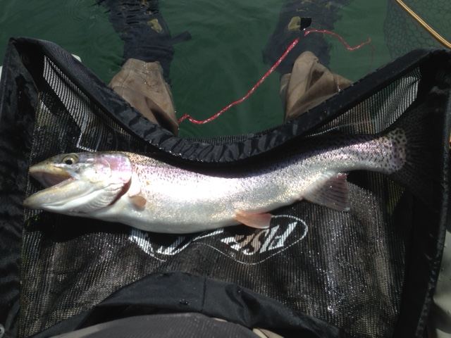 Fish1