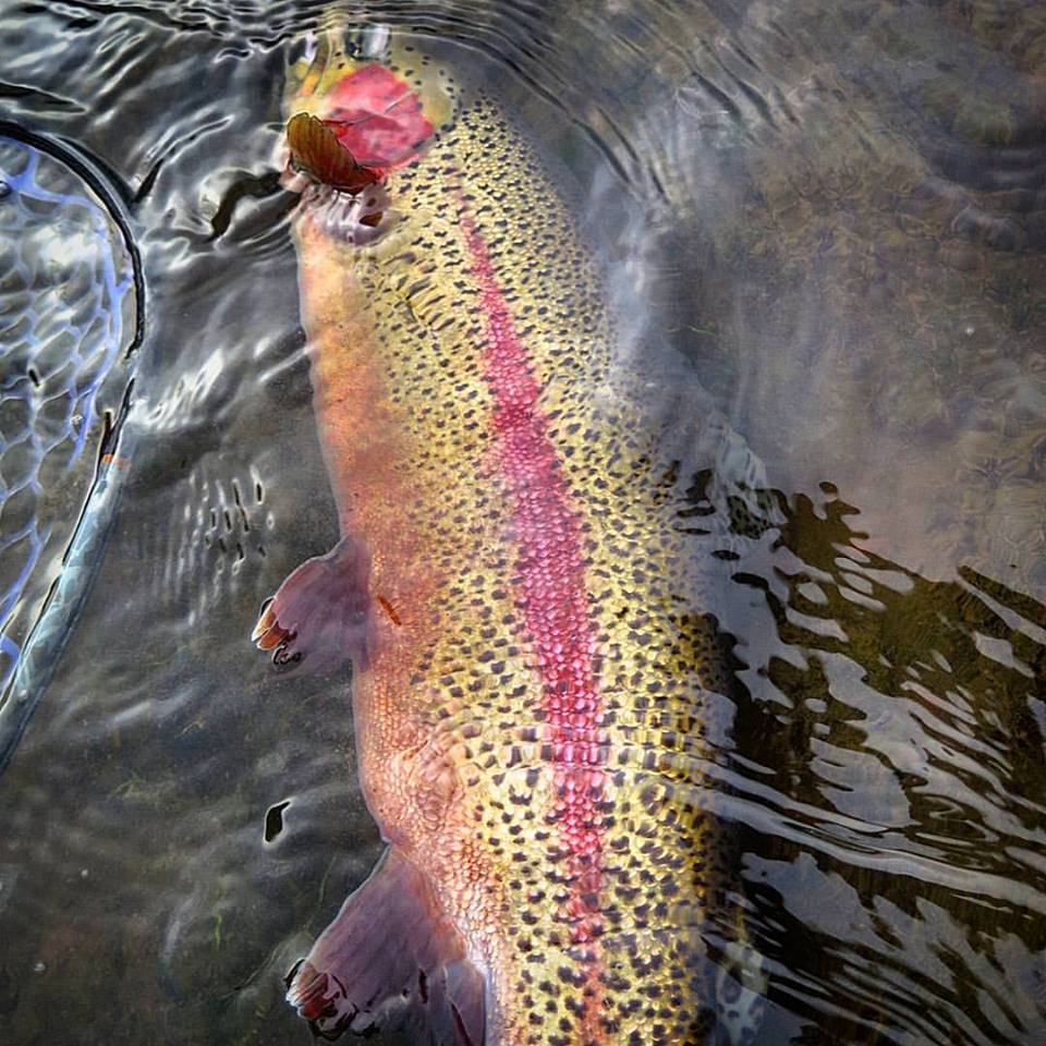 Fish3