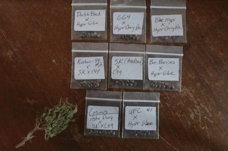 Fishbuds22520