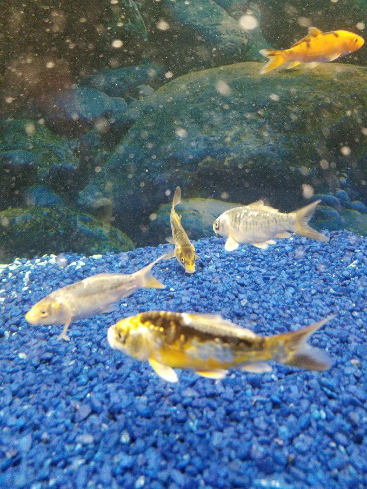 FishCount2017