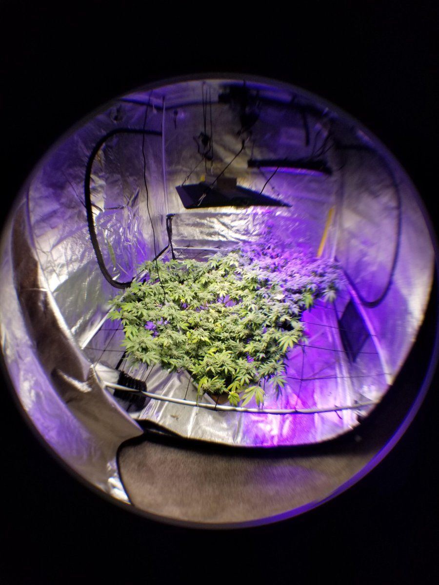Fisheye
