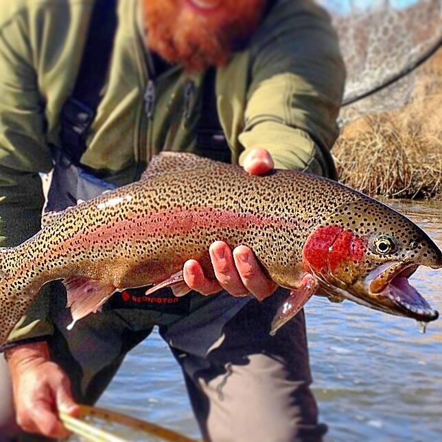 Fishon