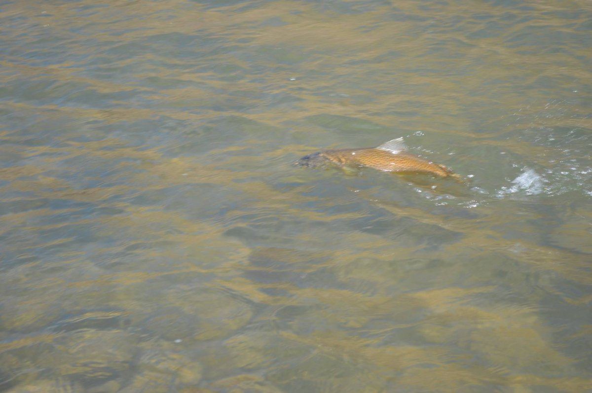 Fishon333