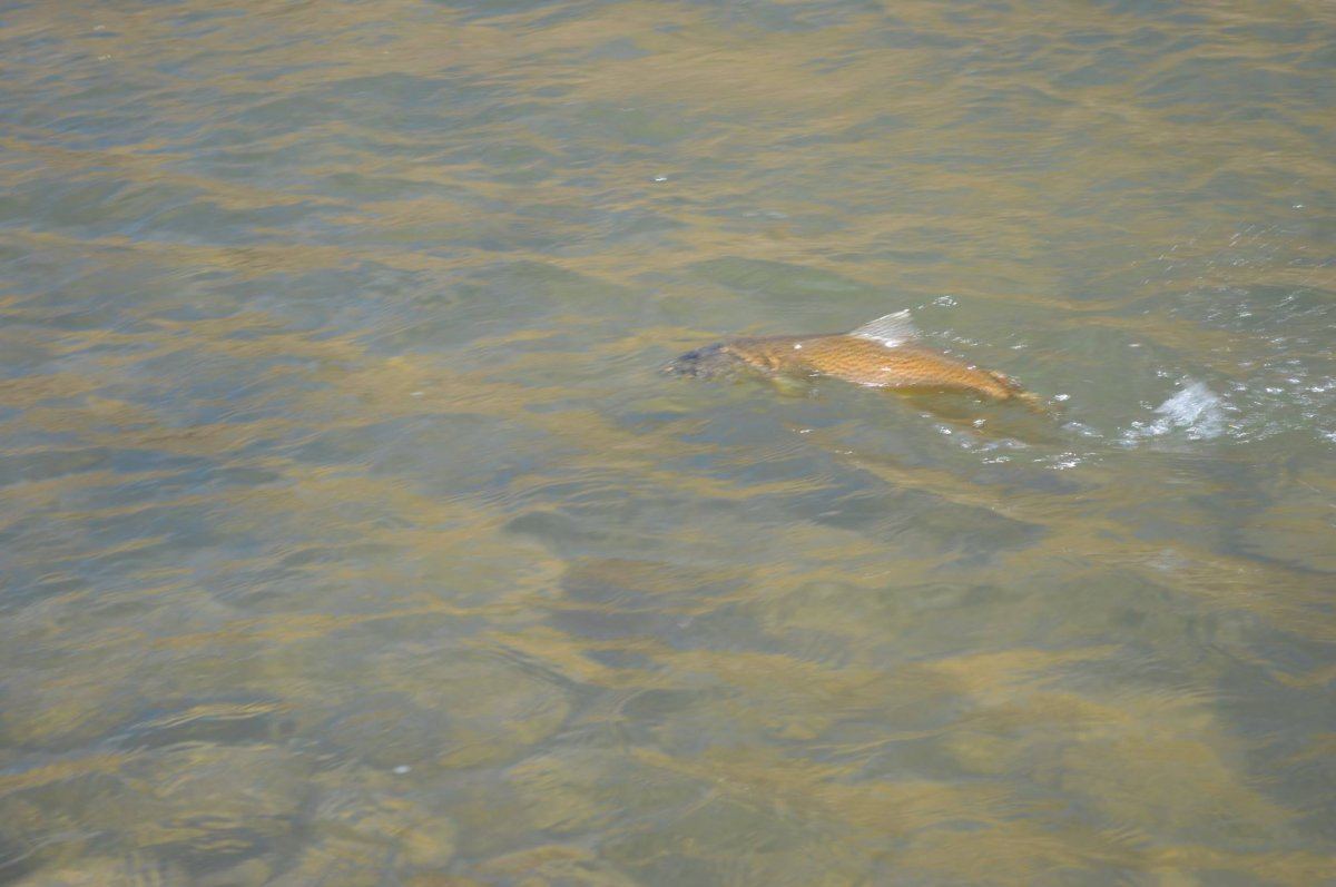 Fishon333