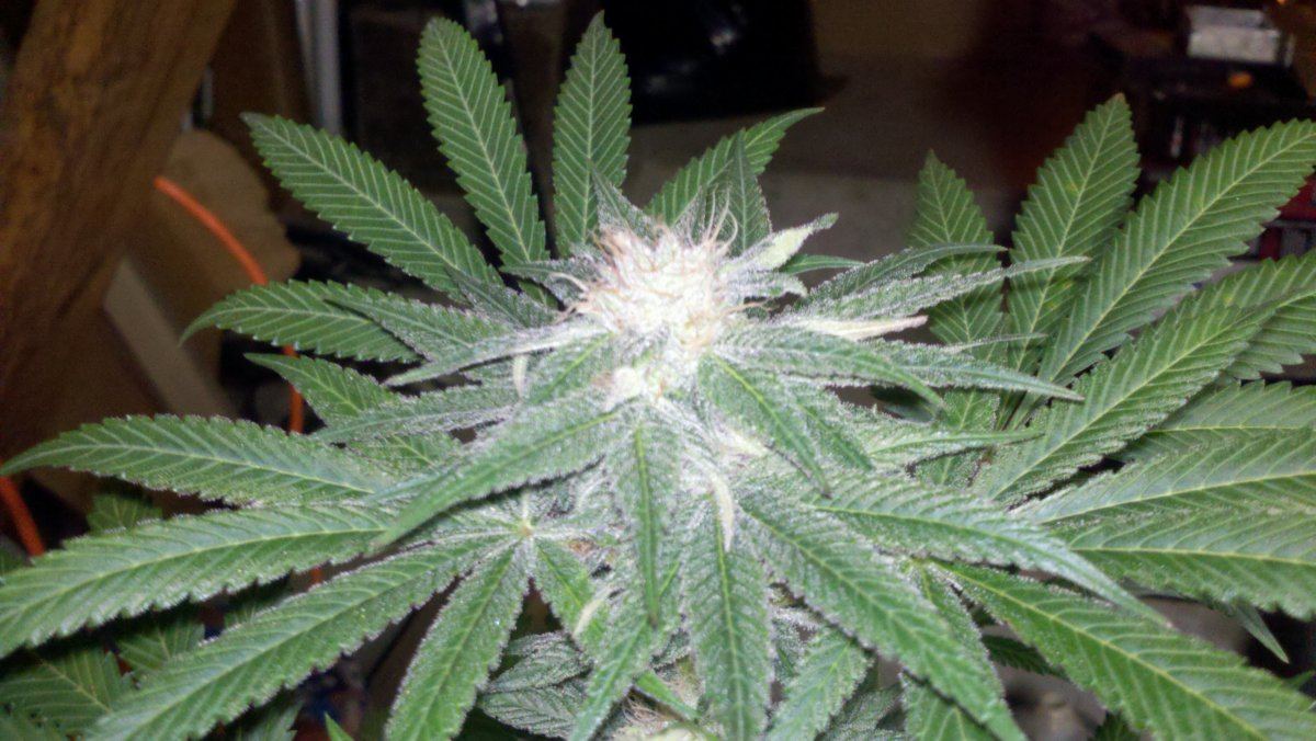 Fkbud41