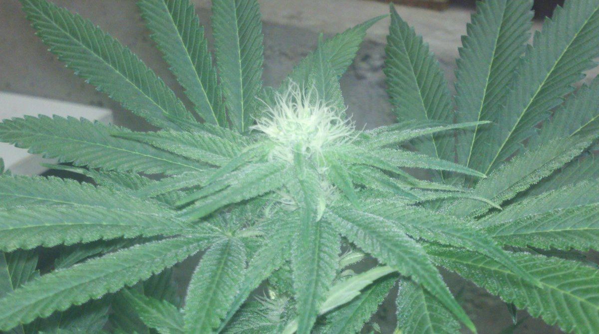 Fkbudd26