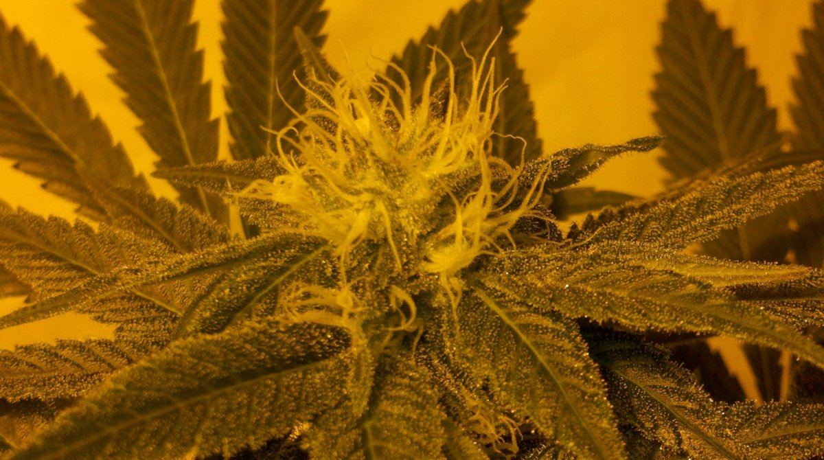 Fkbudd32