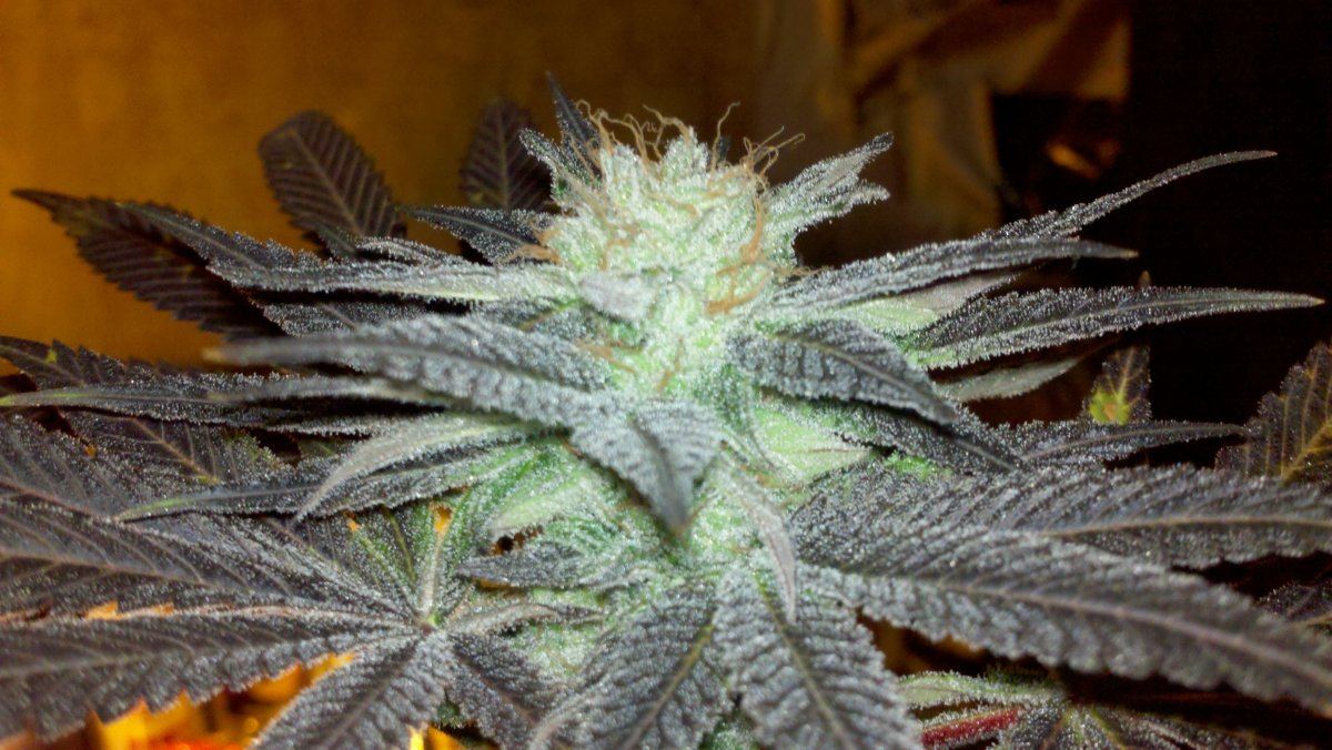 Fkbudd52