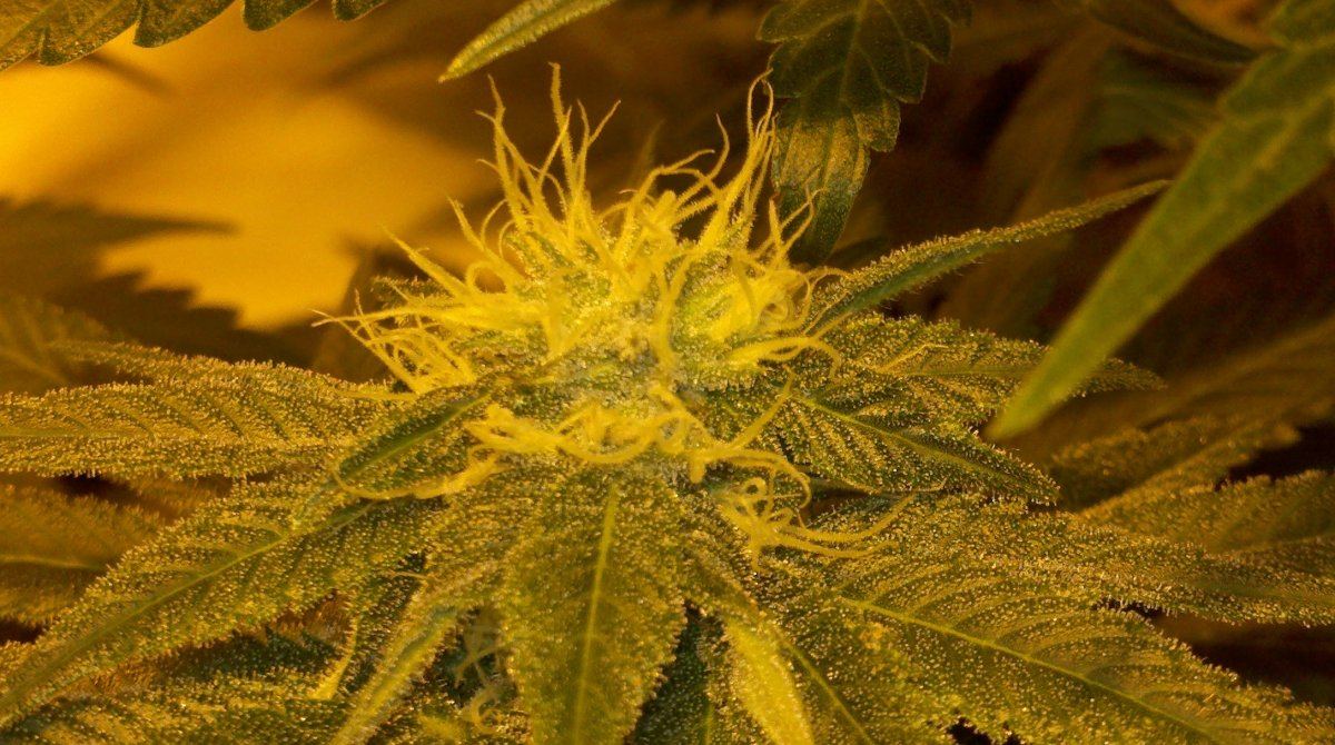 Fkbud2d32