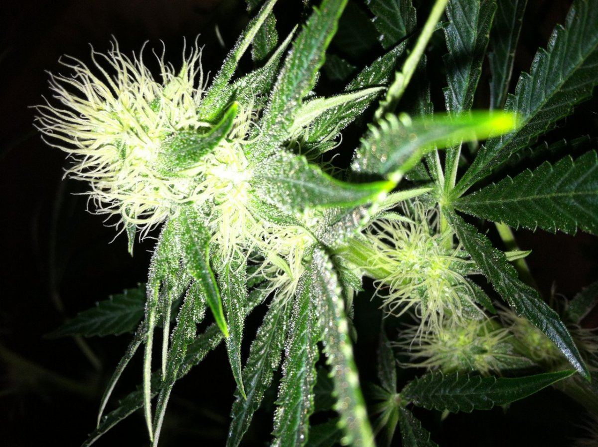 Flash30dayCssog