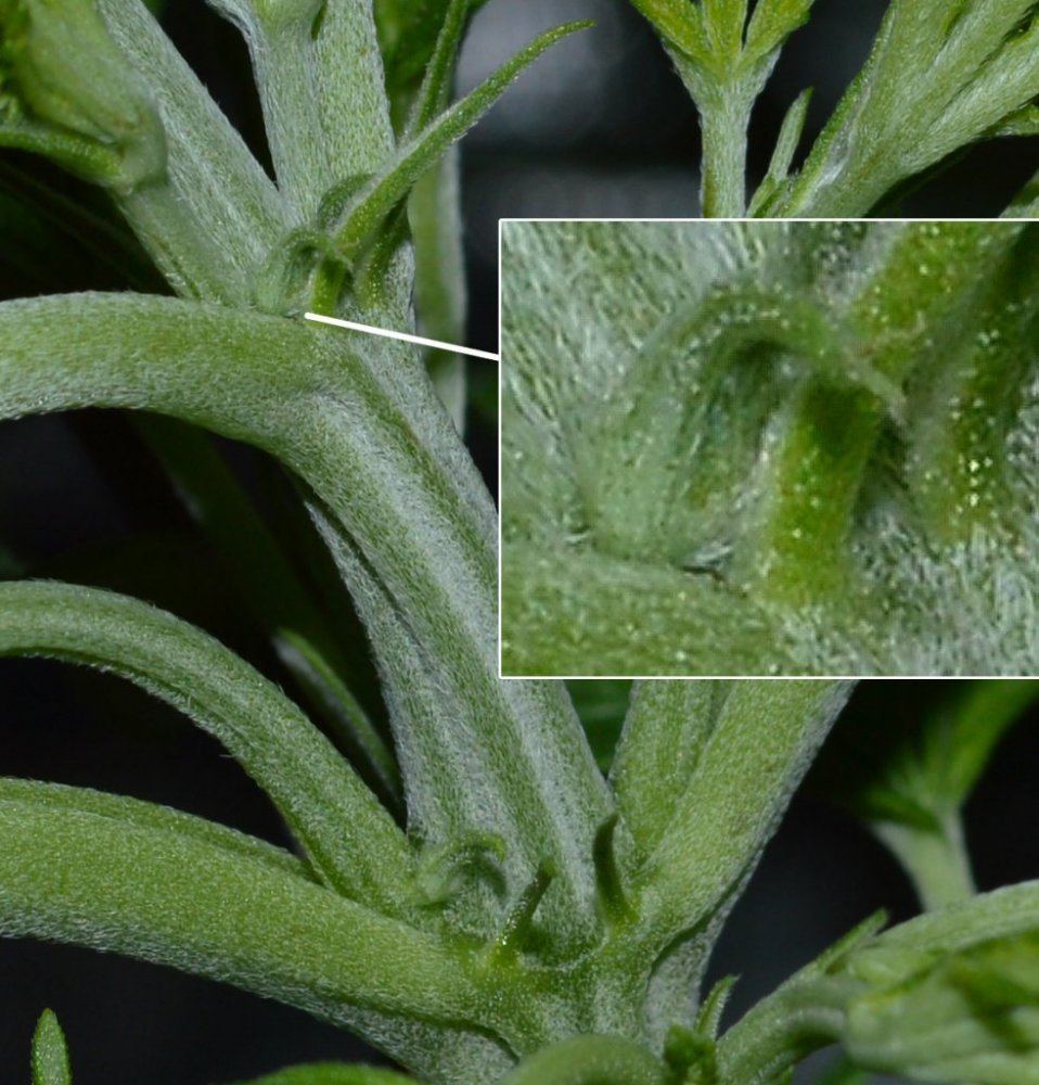 Flatcalyx
