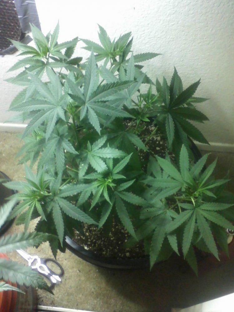 FlavmaleSQ 2013indoor