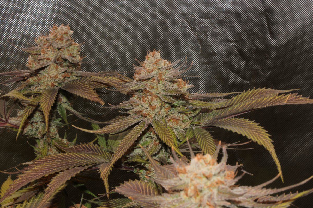 Flavours  d 4