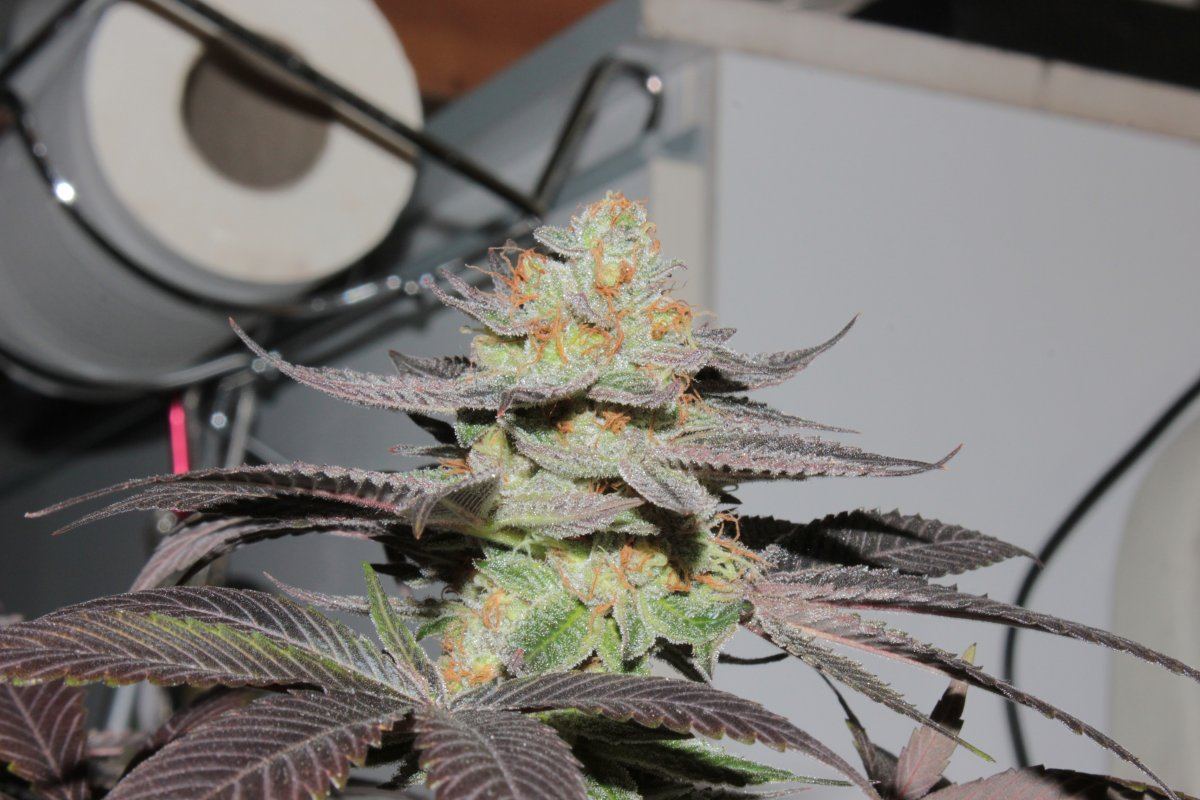 Flavours  d
