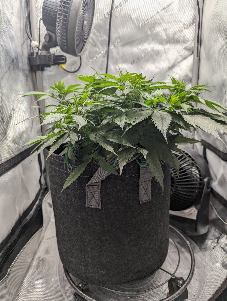 Flip to flower question from first time grower 2