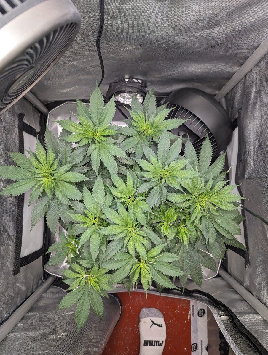 Flip to flower question from first time grower