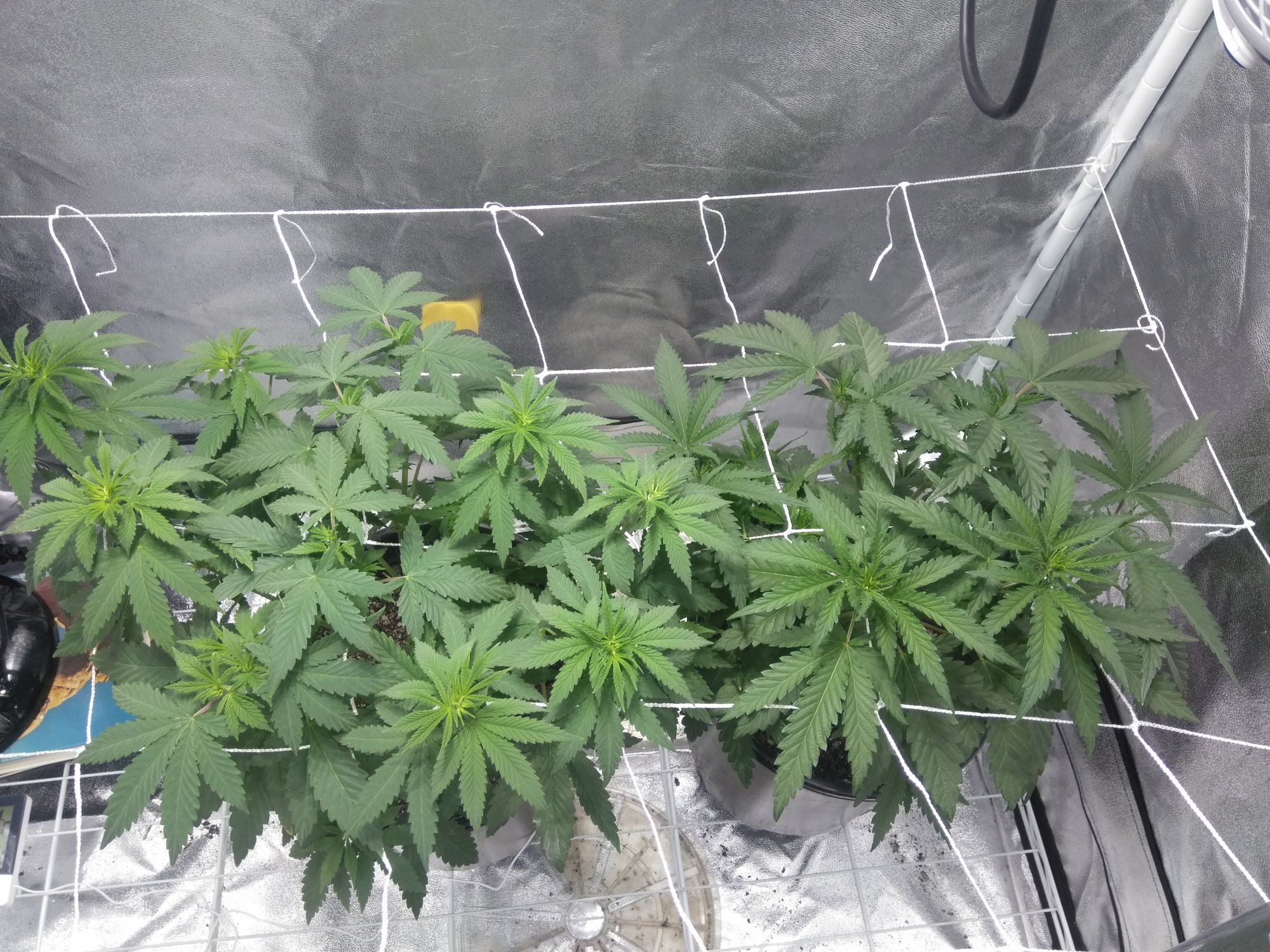 Flipping to flower