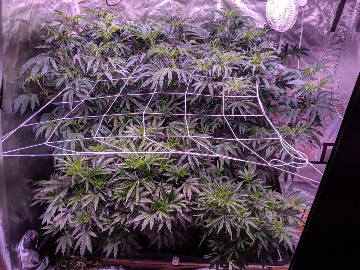 Flipping to flower   should i continue veg nutes during strech period