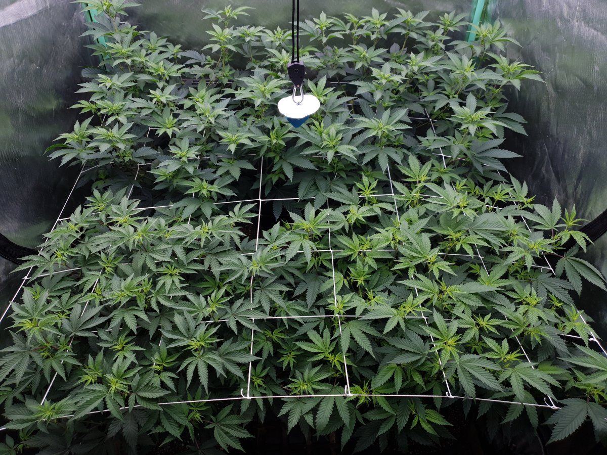 Flo 1 week 12 12 1