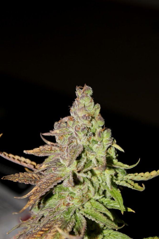 Flo2