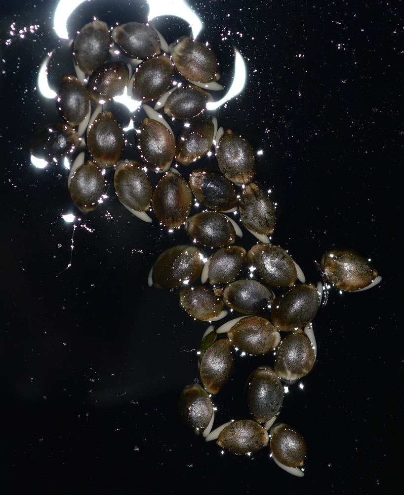 Floaters
