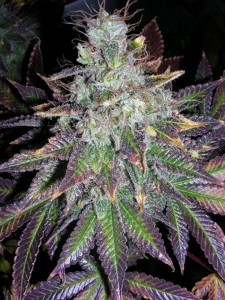 Flokush flo kush cannabis medical marijuana weed strains dispensaries thcfinder