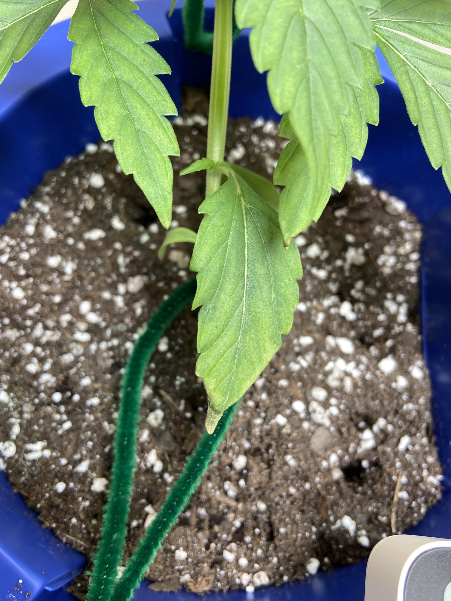 Floppy tips and yellow on lower leaves 2