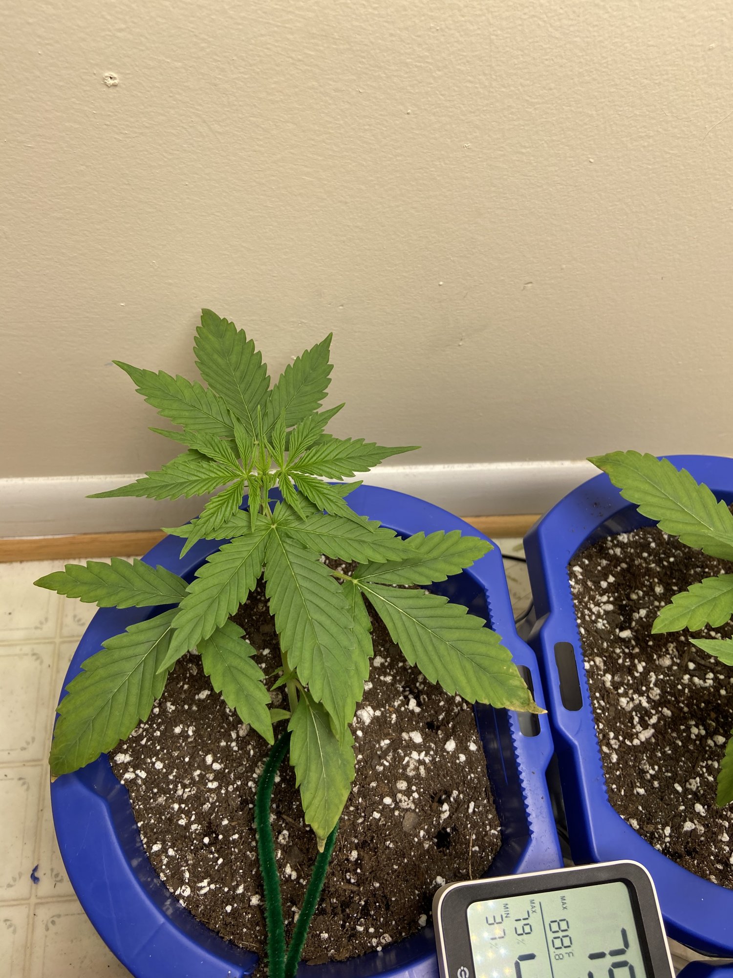 Floppy tips and yellow on lower leaves 3