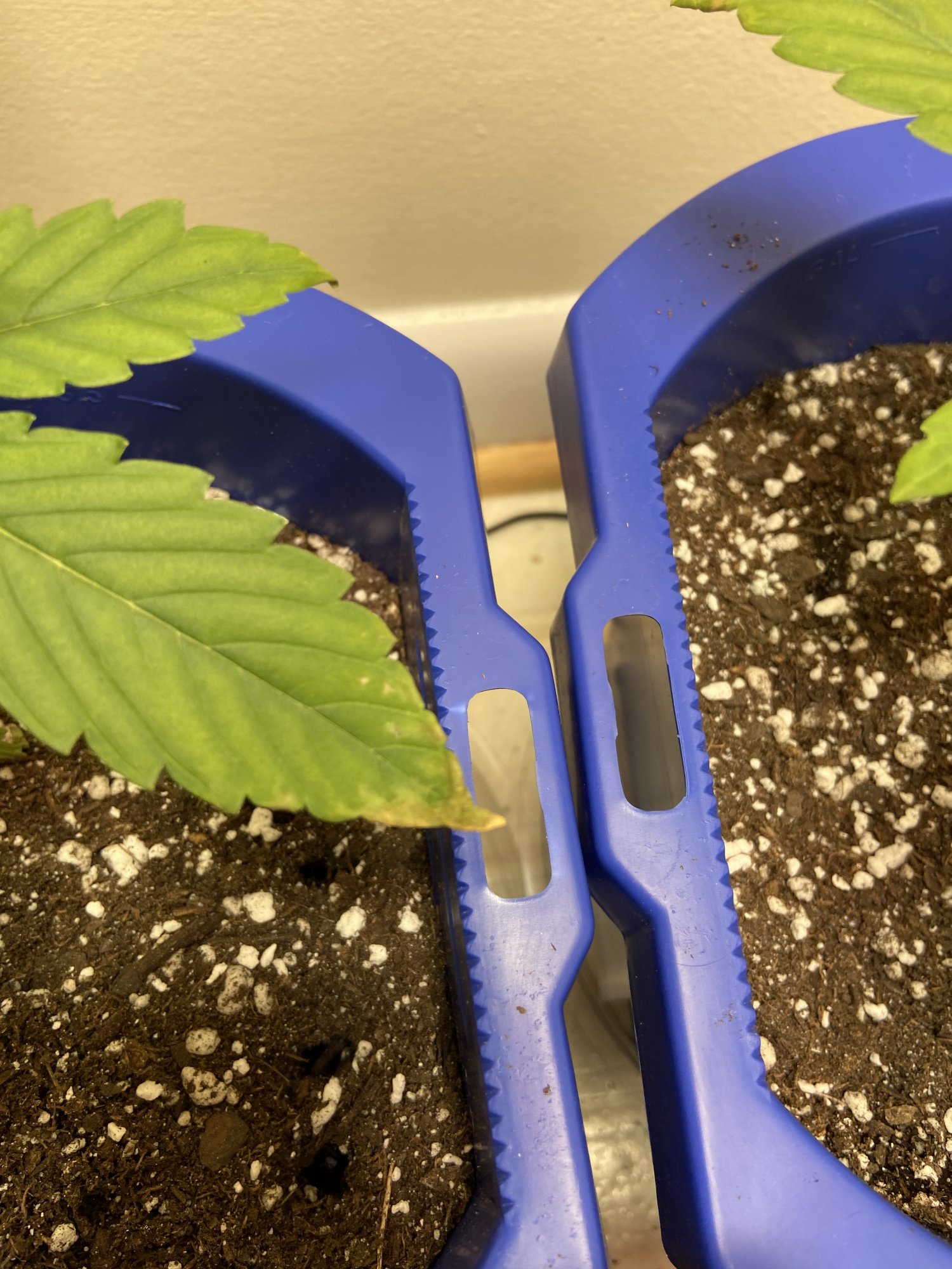 Floppy tips and yellow on lower leaves 6