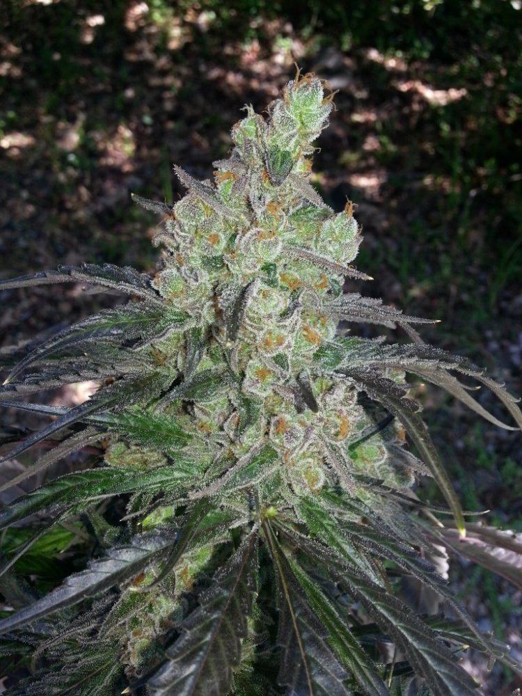 Florado