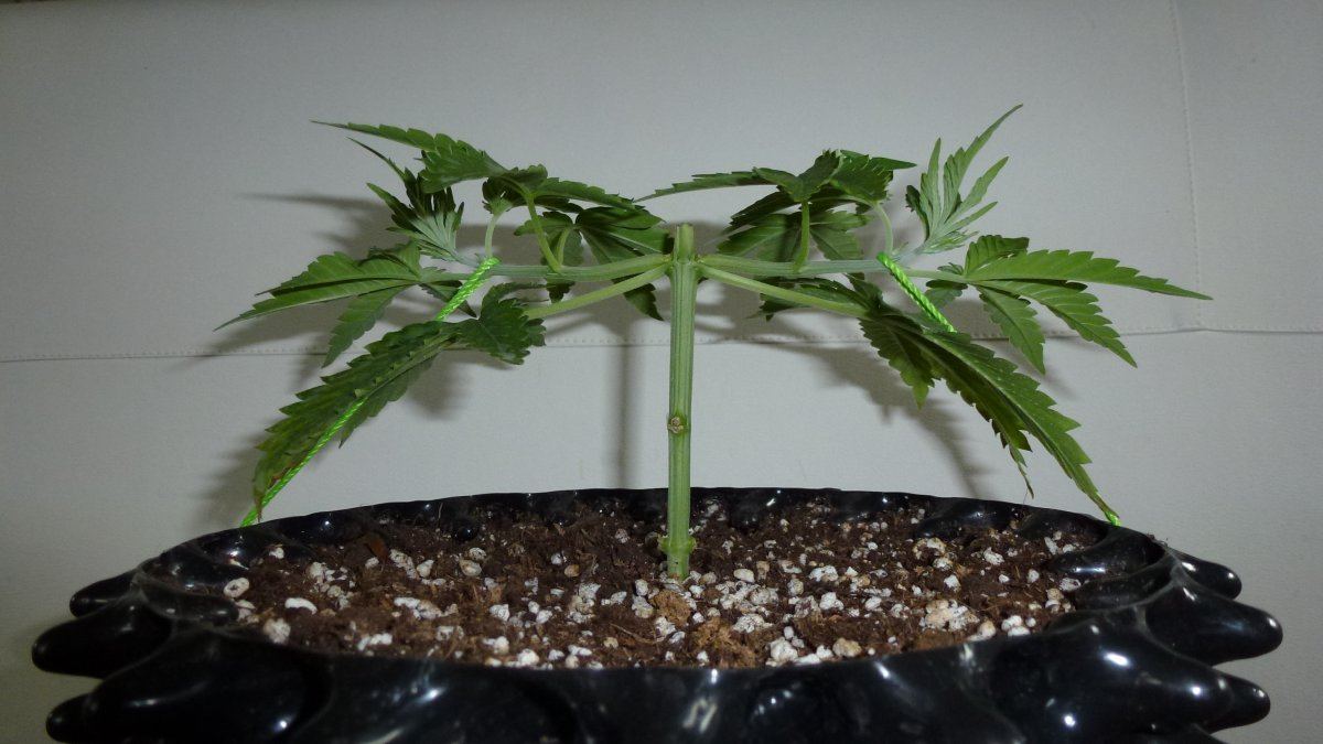 Florida lemons mainlining 2