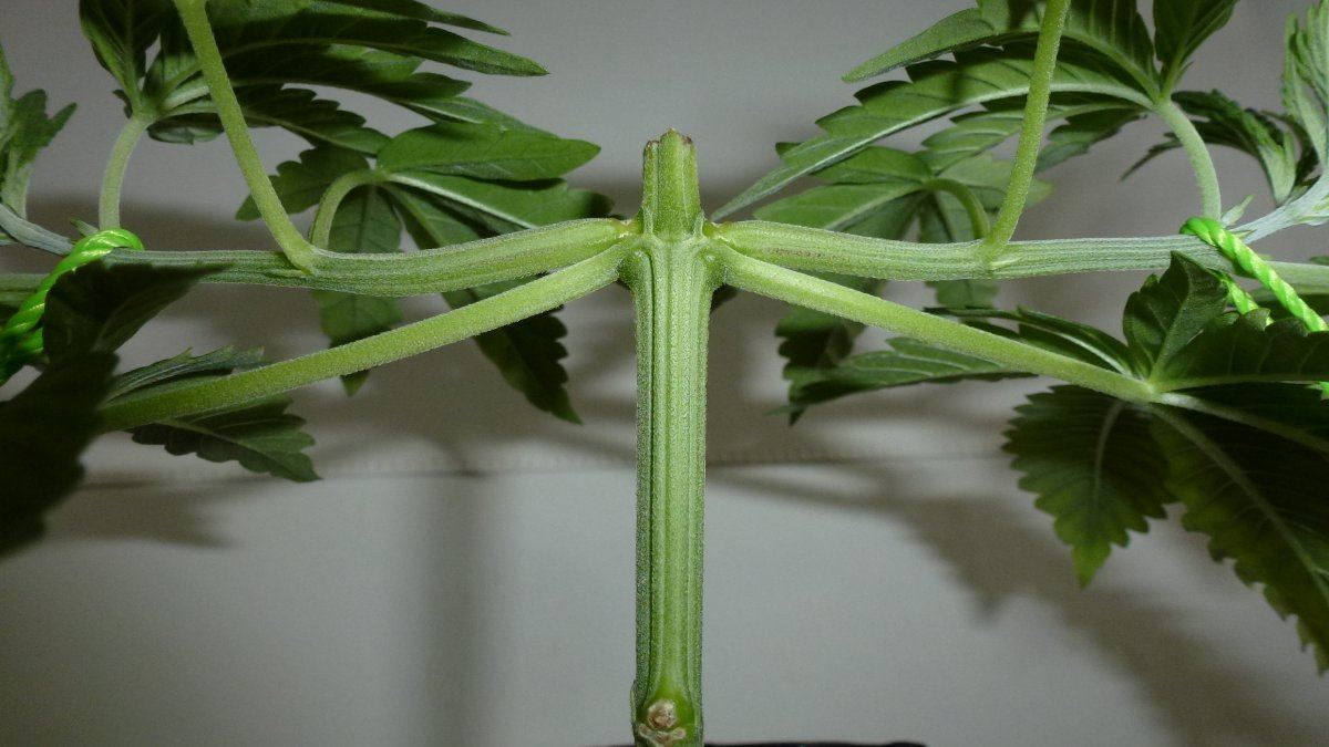 Florida lemons mainlining 3